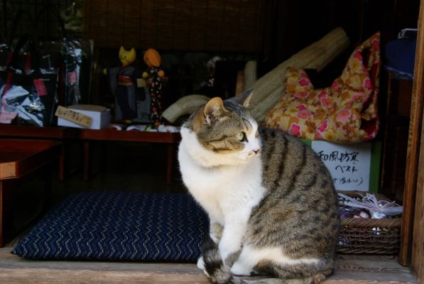 クリックでフルサイズのイメージを表示する