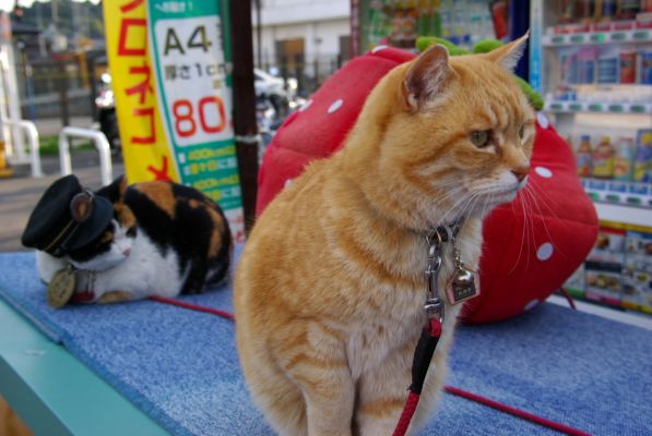 クリックでフルサイズのイメージを表示する